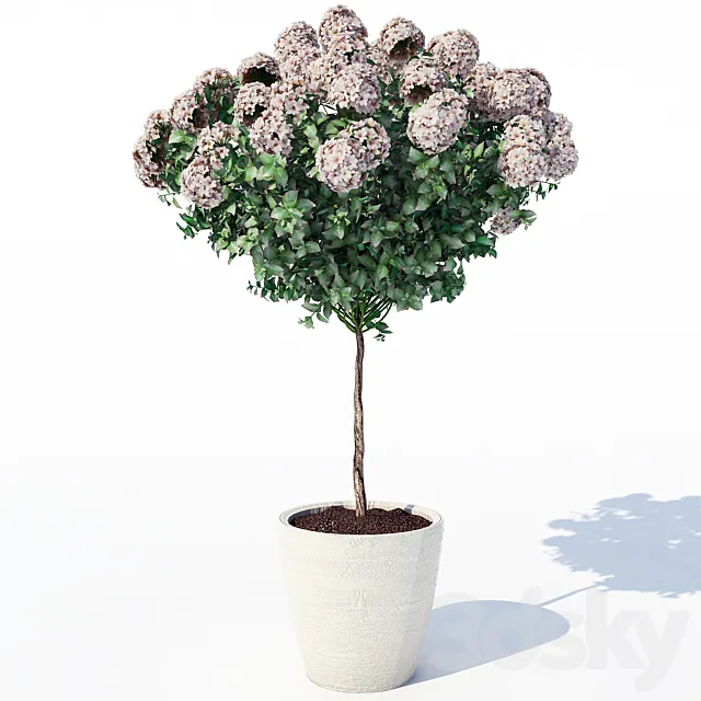 Hydrangea_2 3ds Max