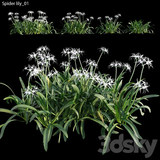 Hymenocallis americana -Spider lily 3ds Max