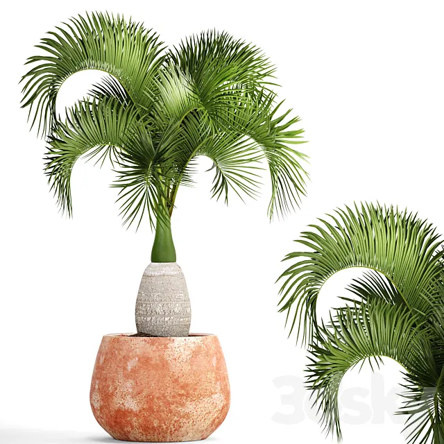 Hyophorbe lagenicaulis 1. decorative palm tree clinker clay pot outdoor indoor exotic pot flower 3ds Max