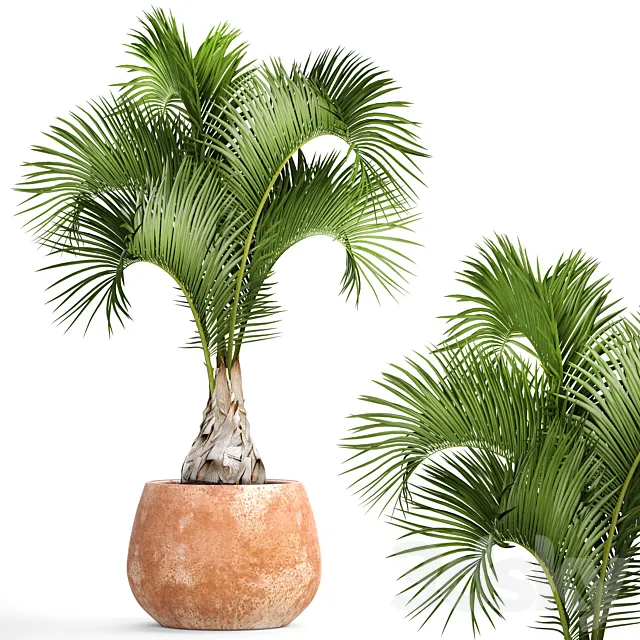 Hyophorbe lagenicaulis 2. decorative palm tree clinker clay pot outdoor indoor exotic pot flower 3ds Max