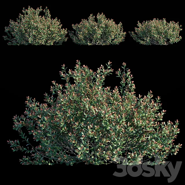 Ilex Crenata 3ds Max