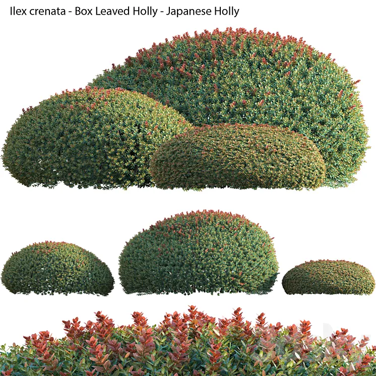 Ilex crenata – Box Leaved Holly – Japanese Holly – 02 3DS Max