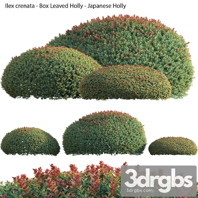 Ilex crenata – box leaved holly – japanese holly – 02