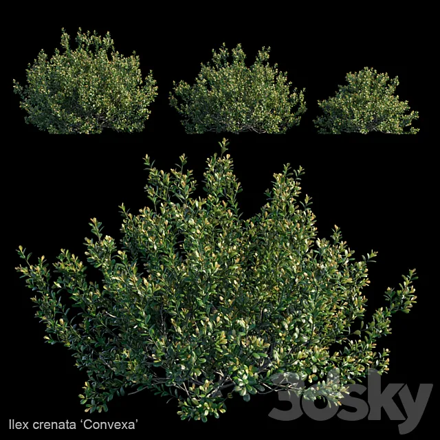 Ilex crenata | Convexa 3ds Max