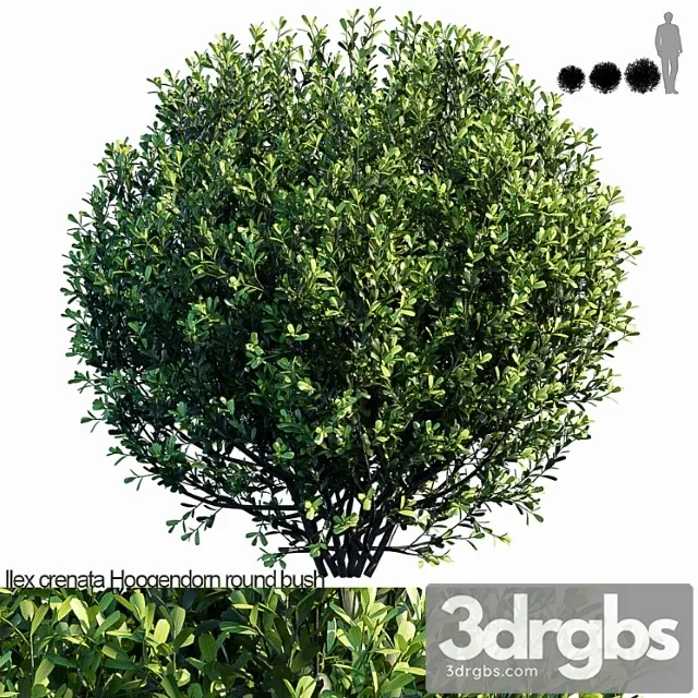 Ilex crenata hoogendorn Round bush