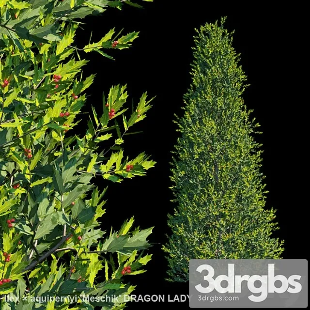 Ilex � aquipernyi meschik dragon lady