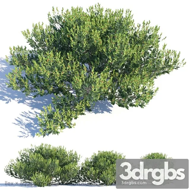 Ilex � aquipernyi meschik dragon lady