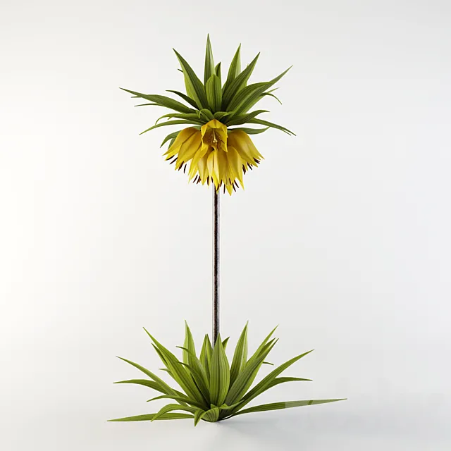 Imperial Fritillaria 3DS Max Model