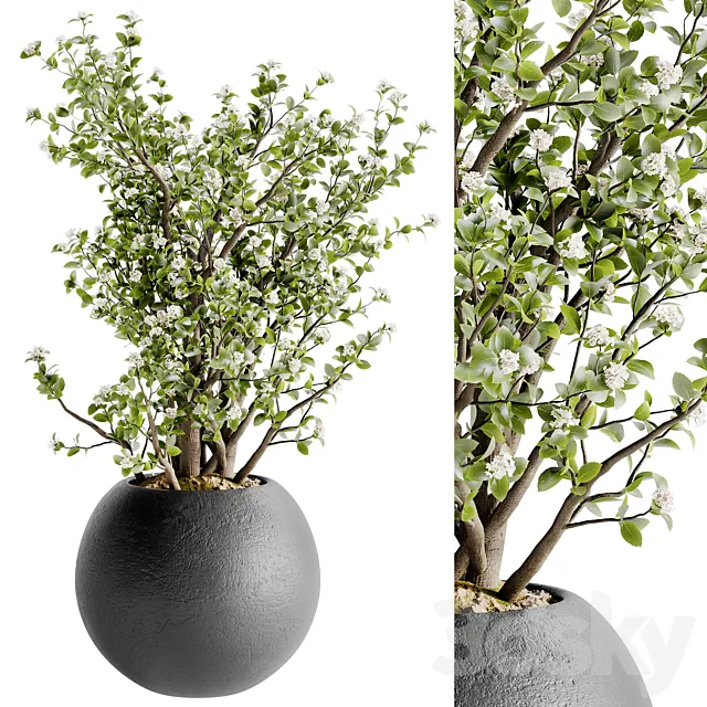 Indoor Bonsai Plants 36 3ds Max