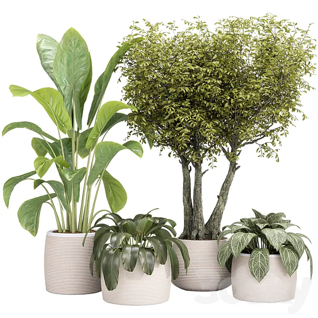 Indoor collection Plants 04 3ds Max