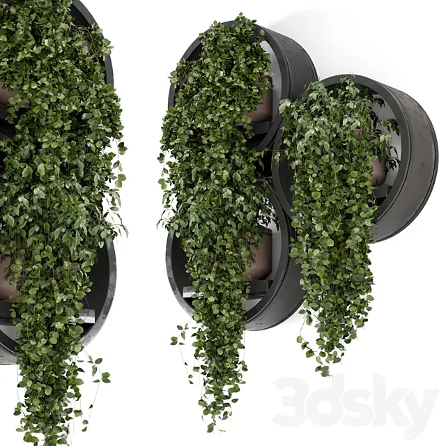 Indoor Hanging Plants in Dark Circle Shelve – Set 2164 3dsMax Model