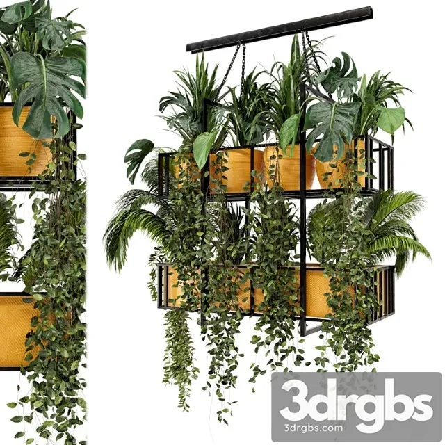 Indoor hanging plants in metal box – set 103