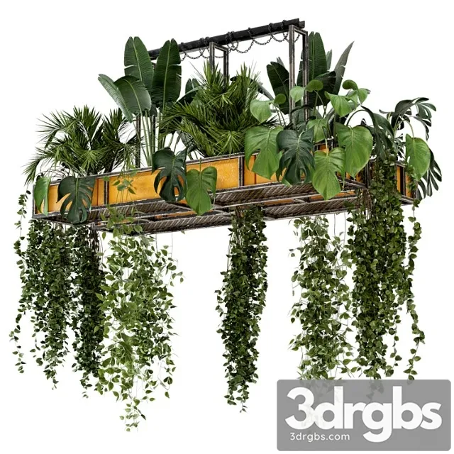 Indoor hanging plants in metal box – set 146