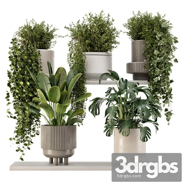 Indoor hanging plants in rusty concrete pot – set 909