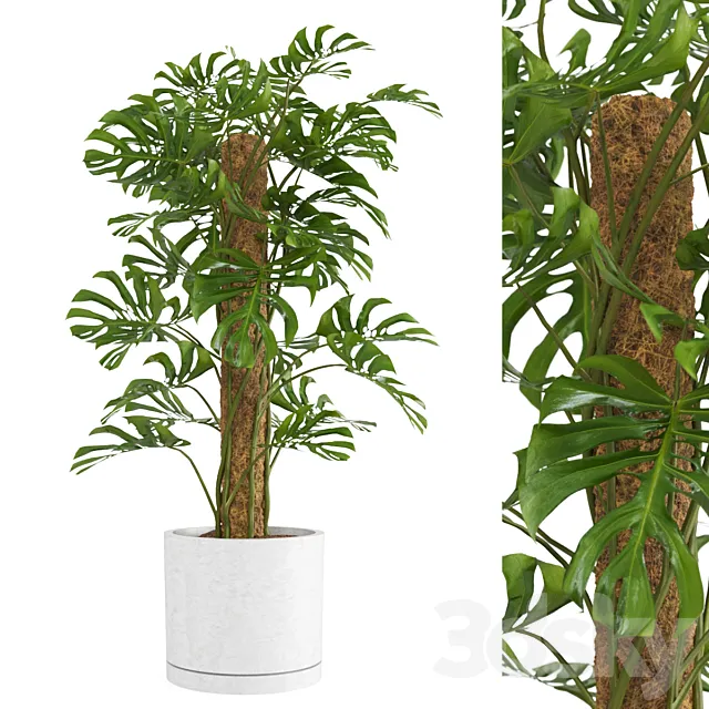 Indoor Monstera Plant 3DS Max Model