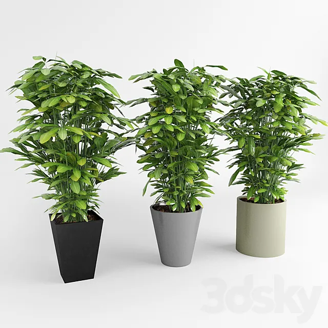Indoor ornamental plants 3DSMax File