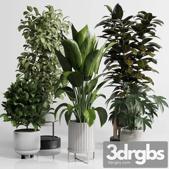 Indoor outdoor plant set 289 plant ficus rubbery tree vase dirty concrete