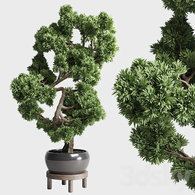 indoor outdoor plants 134 pots tree bonsai 3DSMax File