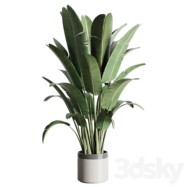 indoor outdoor plants 157 pot palnt ravenala concrete vase 3ds Max