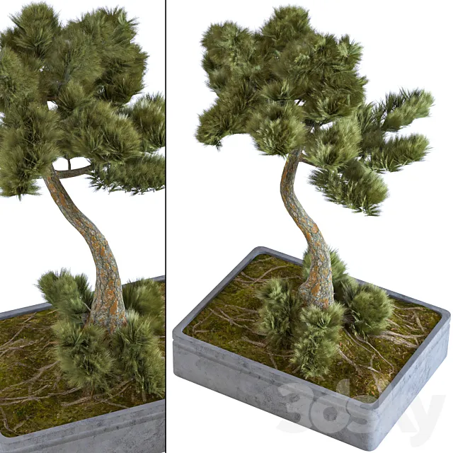 indoor palant decor bonsai vol 08 3DSMax File