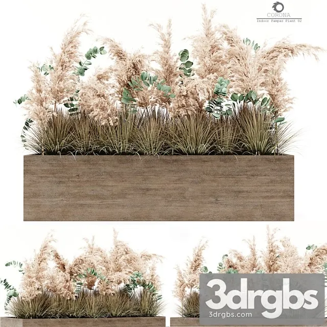 Indoor pampas plant 02