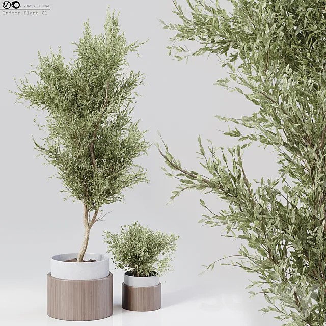 Indoor Plant 01 3DS Max Model