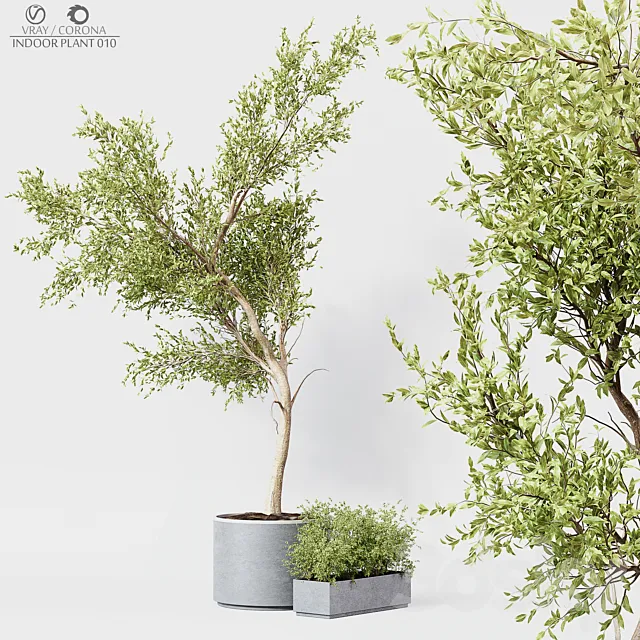 Indoor Plant 010 3DS Max Model