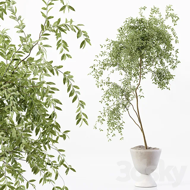 Indoor Plant 05 3ds Max