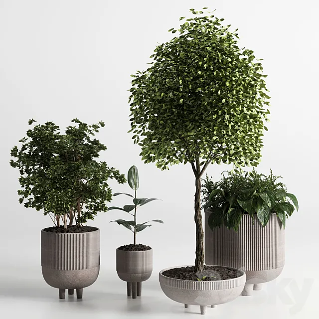 Indoor plant 12 3ds Max