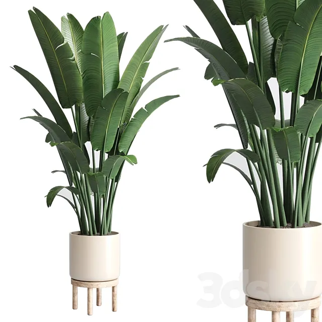 Indoor plant 137 vase wood pot plant ravenala 3DSMax File