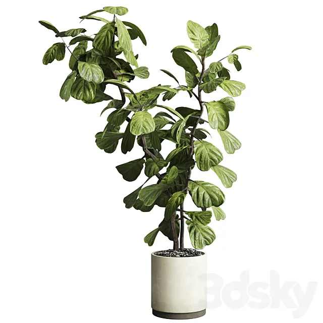 Indoor plant 149 plant ficus lyrata concrete vase 3DS Max Model