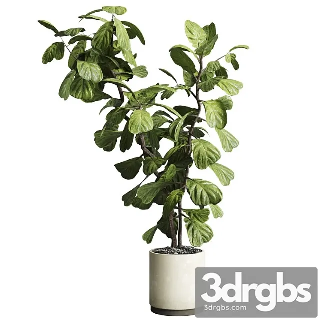 Indoor plant 149 plant ficus lyrata concrete vase