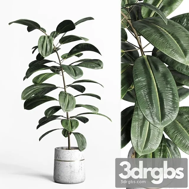 Indoor plant 159 pot plant ficus rubbery concrete dirt vase