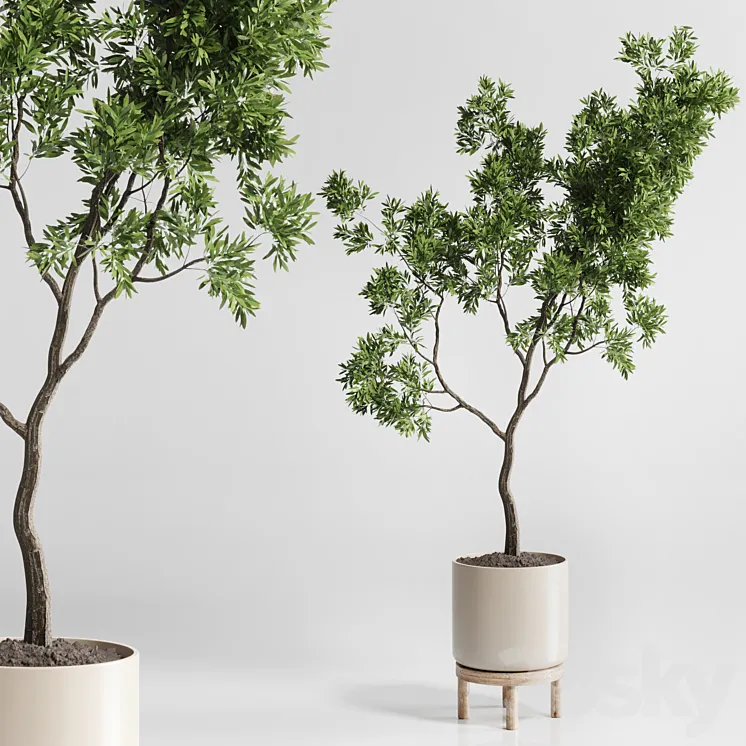 Indoor plant 176 wooden vase plant tree pot 3DS Max Model