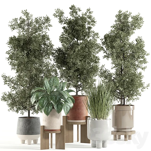 indoor plant 179 3dsMax Model