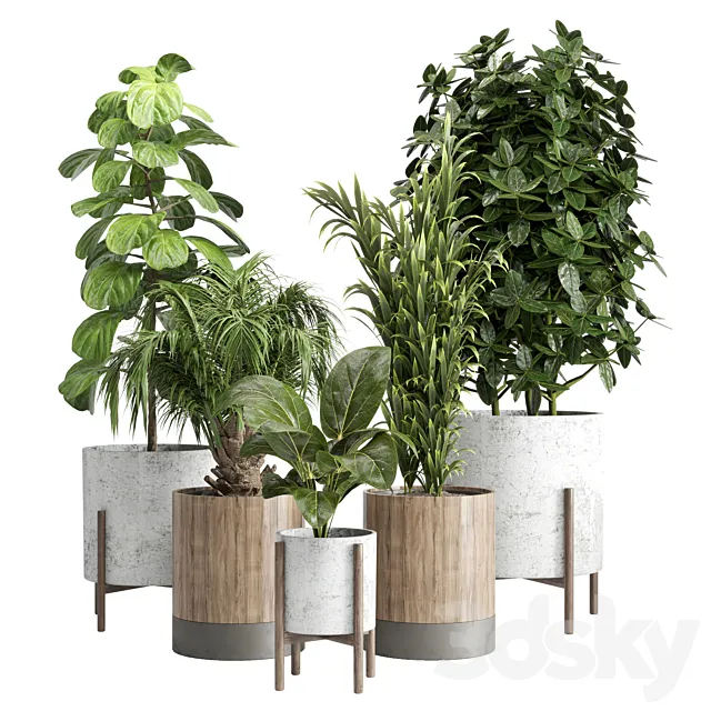 Indoor plant 20 3DSMax File