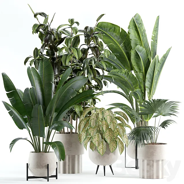 indoor plant 308 3ds Max