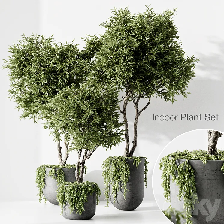indoor plant 3DS Max Model