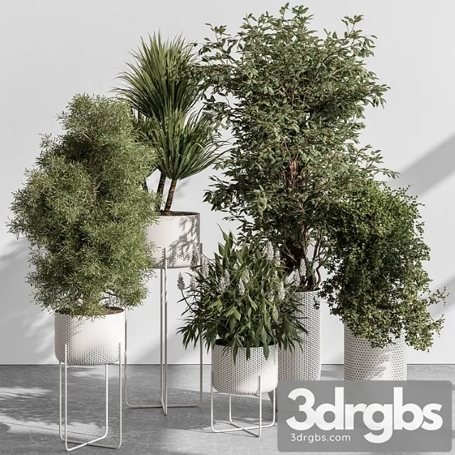 Indoor plant 431 – tree and bush