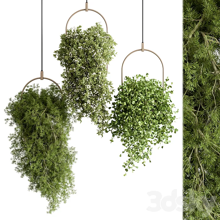 indoor Plant 438 – Hanging Plants 3DS Max Model