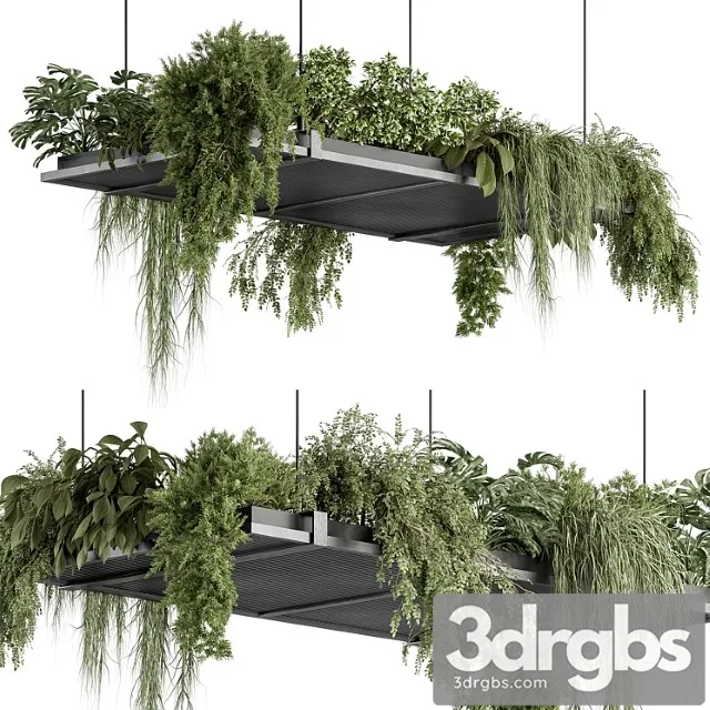 Indoor plant 443 – hanging plants