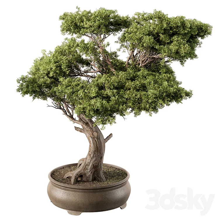 indoor Plant 451 – Bonsai Plant 3DS Max Model