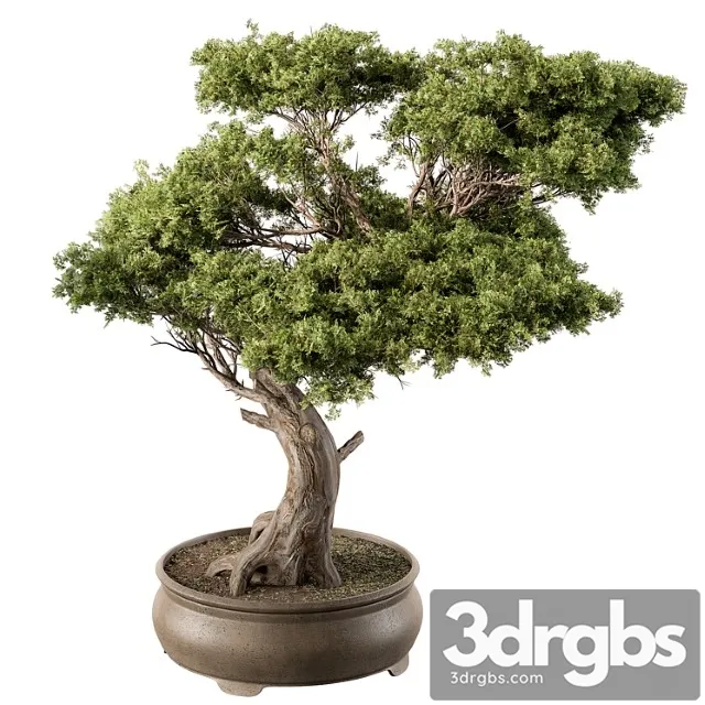 Indoor plant 451 – bonsai plant