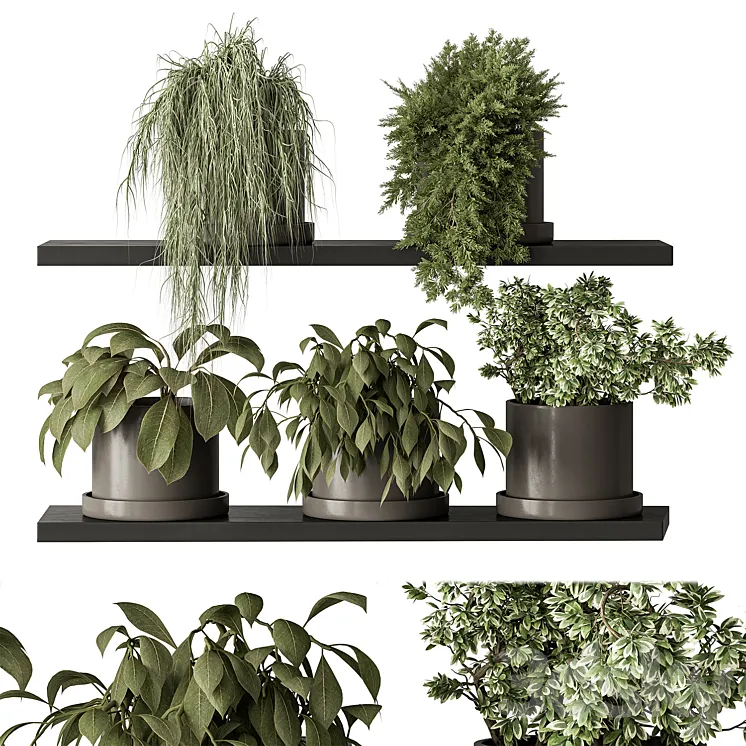 indoor Plant 466 – Small Plant pot 3DS Max Model