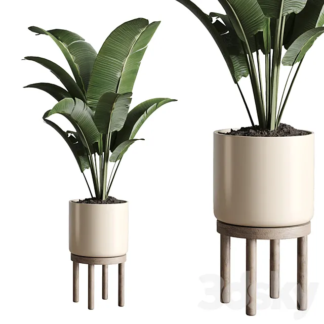 Indoor plant 48 vase wood 3DSMax File