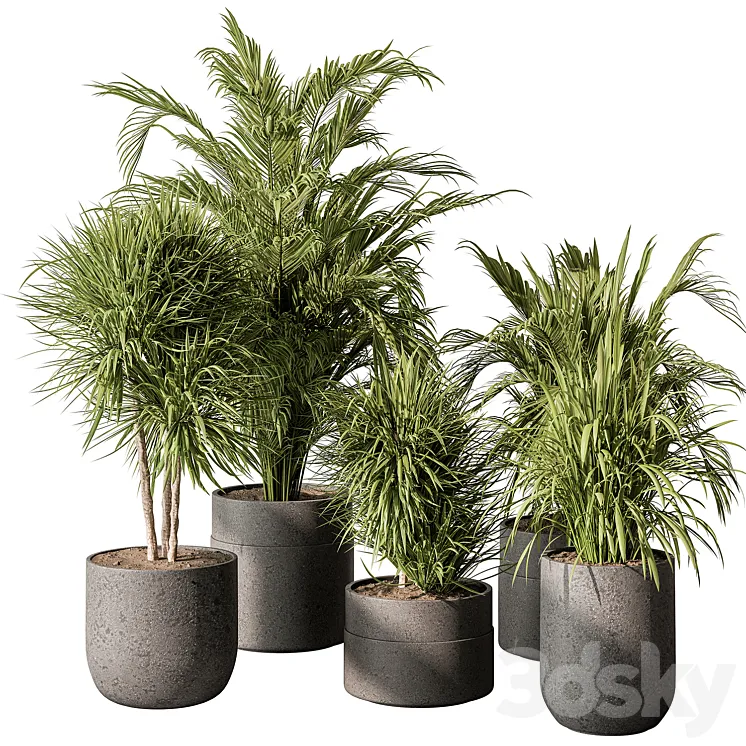 indoor Plant 483 – Tropical Plants 3DS Max Model