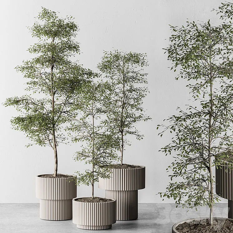 indoor Plant 497 – Sapling Tree 3DS Max