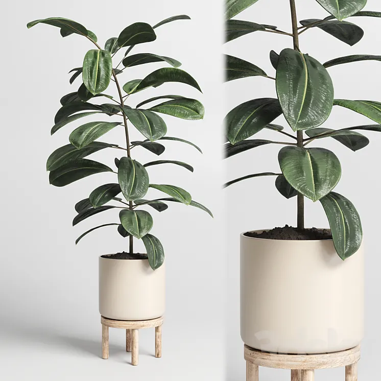 Indoor plant 53 vase wood 3DS Max
