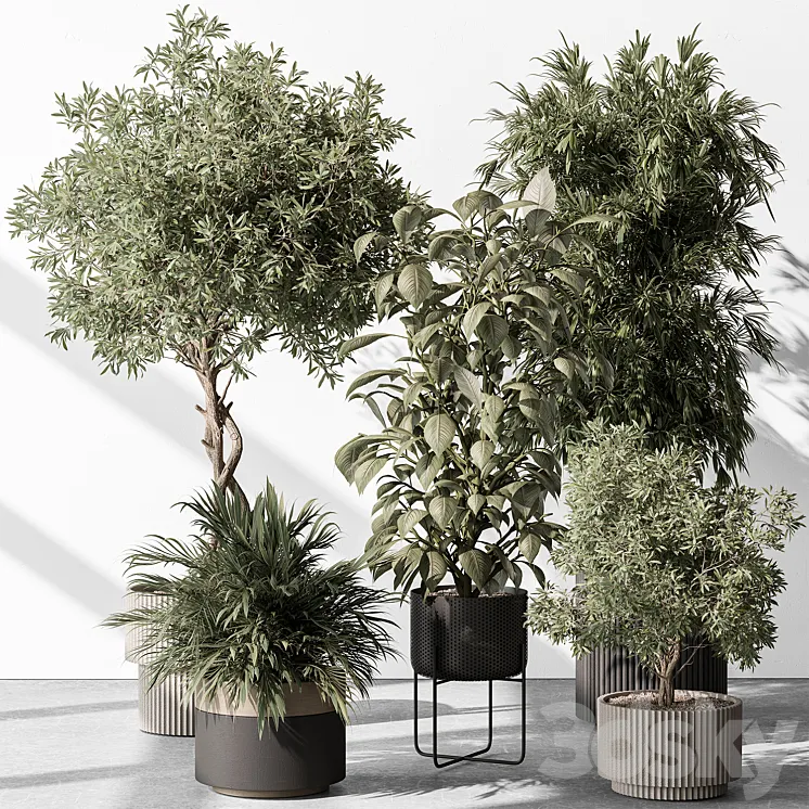 Indoor Plant 531 -Tree in Pot 3DS Max Model