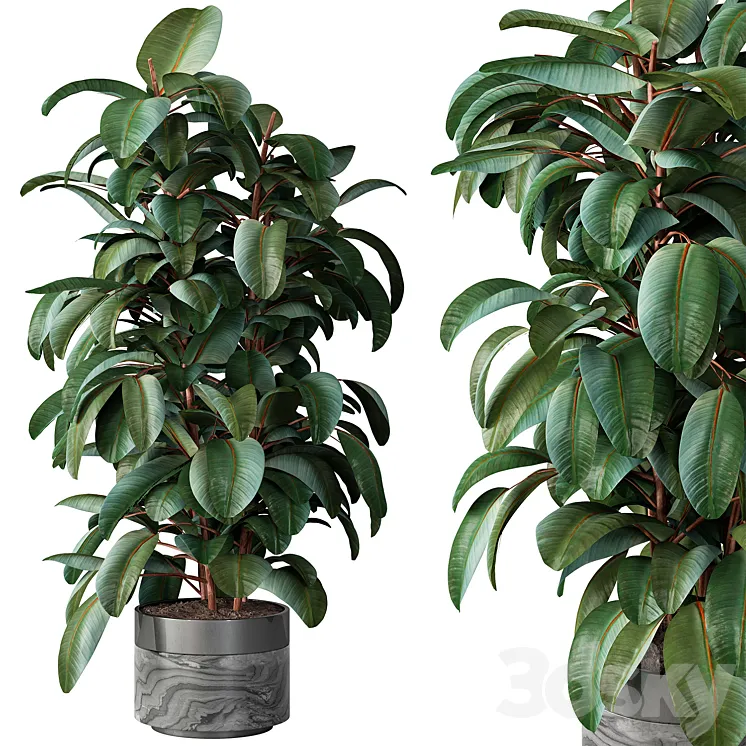 Indoor Plant 539 -Tree in Pot 3DS Max Model